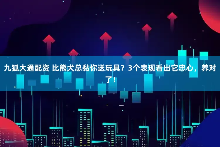 九狐大通配资 比熊犬总黏你送玩具？3个表现看出它忠心，养对了！