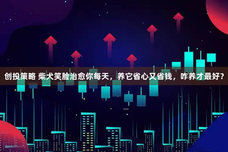 创投策略 柴犬笑脸治愈你每天，养它省心又省钱，咋养才最好？